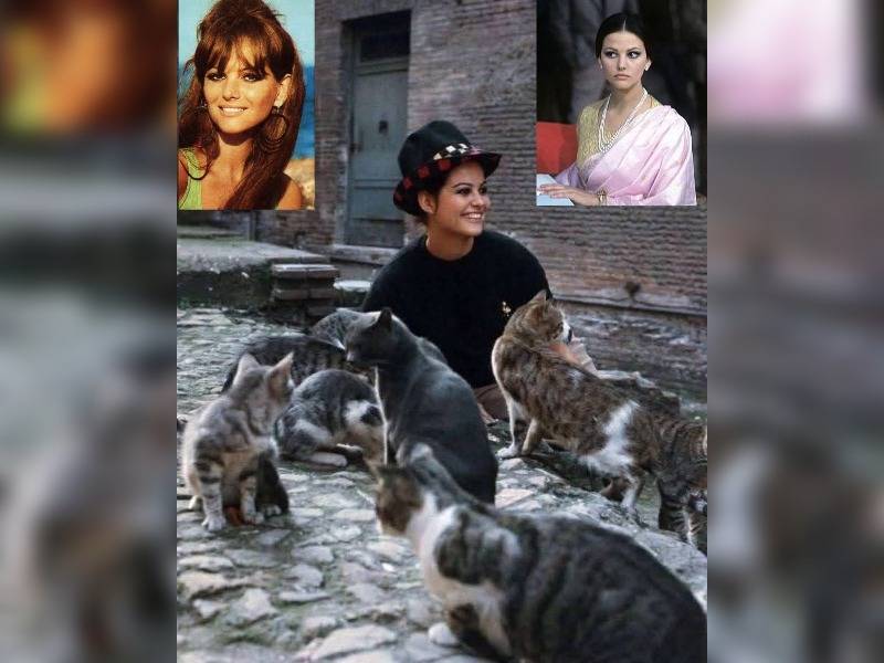 Κακοποίηση ζώων και ακτιβισμός - Η αδέσμευτη φωνή των τετράποδων