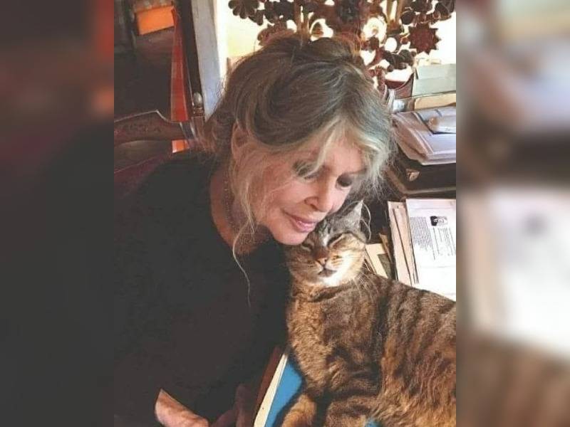 Κακοποίηση ζώων και ακτιβισμός - Η αδέσμευτη φωνή των τετράποδων