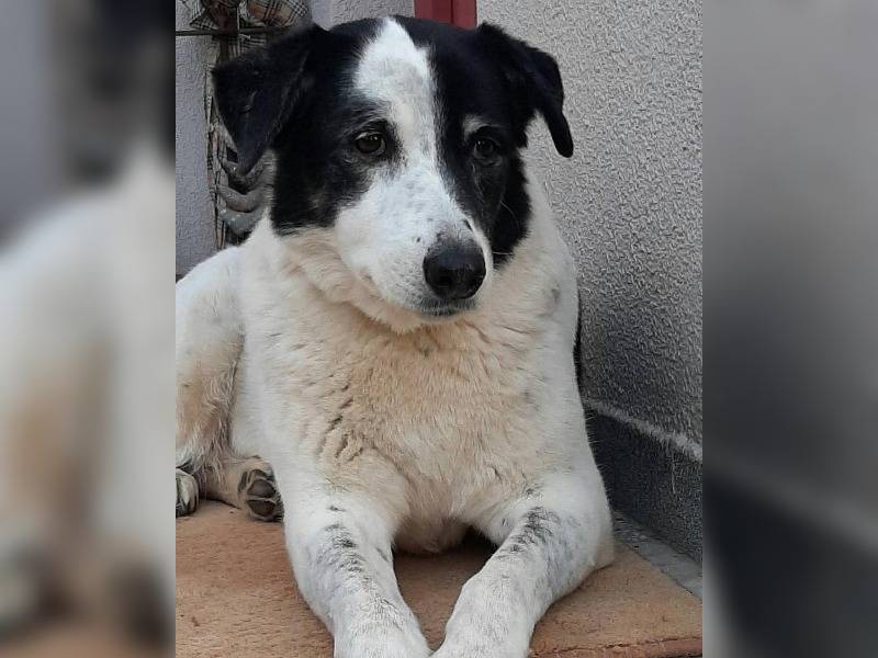 Κακοποίηση ζώων και ακτιβισμός - Η αδέσμευτη φωνή των τετράποδων