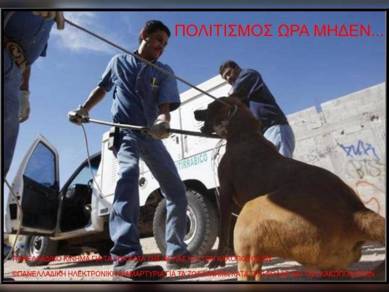 Κακοποίηση ζώων και ακτιβισμός - Η αδέσμευτη φωνή των τετράποδων