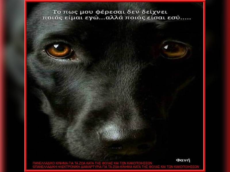 Κακοποίηση ζώων και ακτιβισμός - Η αδέσμευτη φωνή των τετράποδων