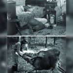 Κακοποίηση ζώων και ακτιβισμός - Η αδέσμευτη φωνή των τετράποδων