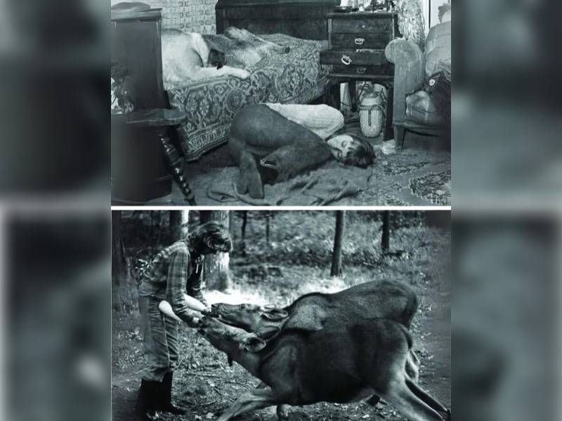 Κακοποίηση ζώων και ακτιβισμός - Η αδέσμευτη φωνή των τετράποδων