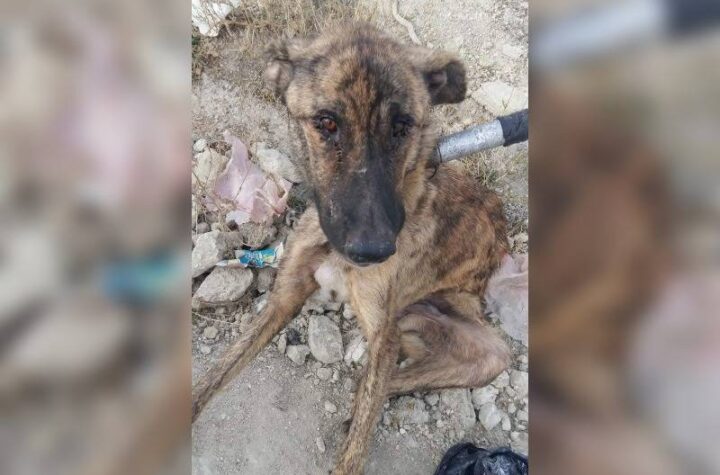 Κακοποίηση ζώων και ακτιβισμός - Η αδέσμευτη φωνή των τετράποδων