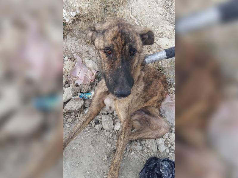 Κακοποίηση ζώων και ακτιβισμός - Η αδέσμευτη φωνή των τετράποδων