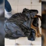 Κακοποίηση ζώων και ακτιβισμός - Η αδέσμευτη φωνή των τετράποδων