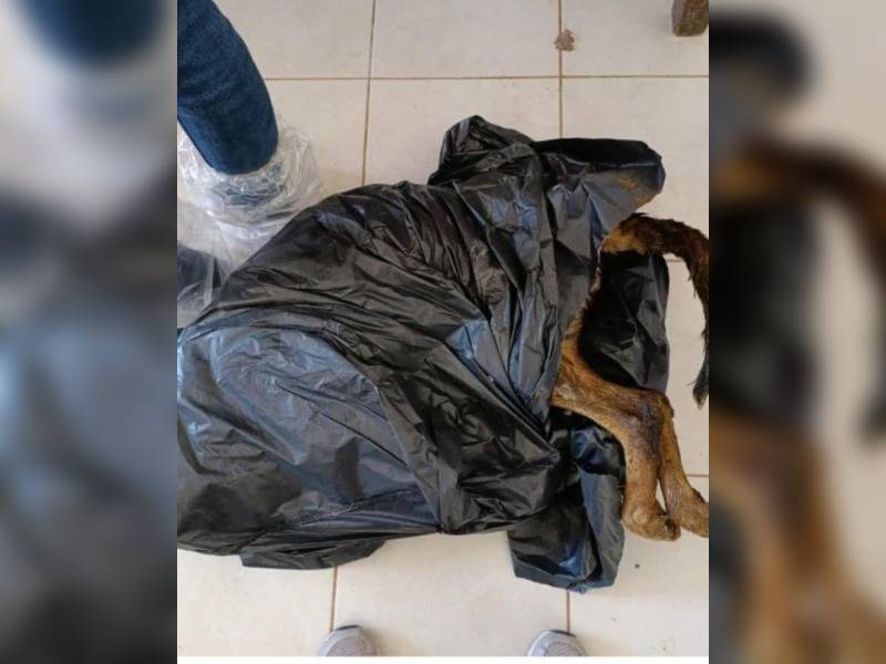 Κακοποίηση ζώων και ακτιβισμός - Η αδέσμευτη φωνή των τετράποδων