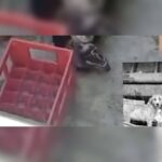 Κακοποίηση ζώων και ακτιβισμός - Η αδέσμευτη φωνή των τετράποδων