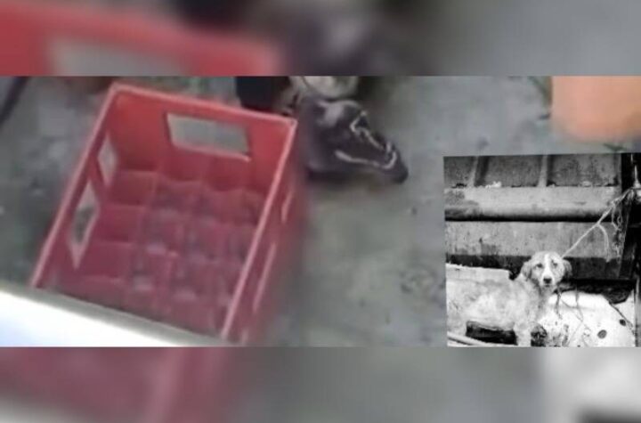 Κακοποίηση ζώων και ακτιβισμός - Η αδέσμευτη φωνή των τετράποδων