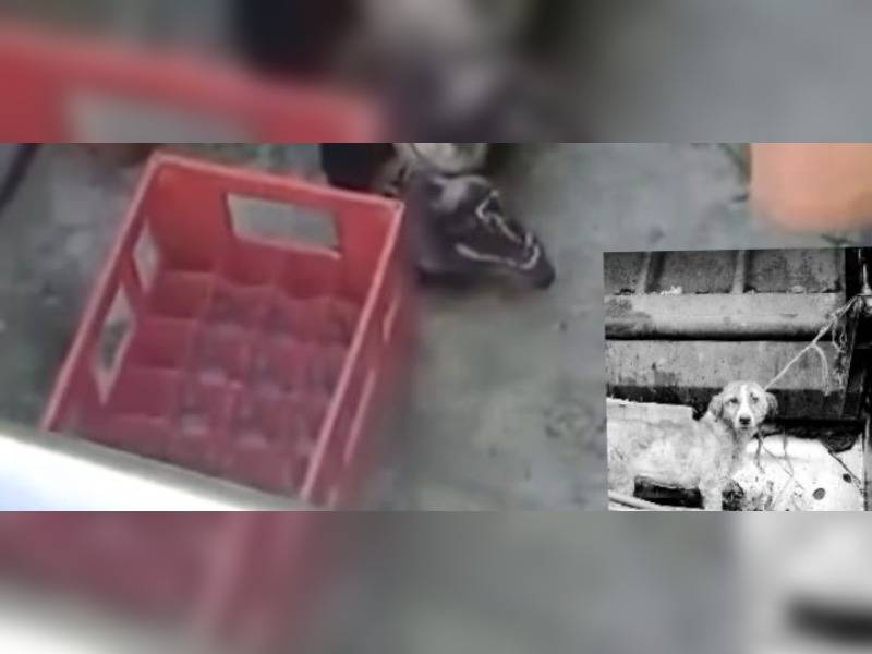 Κακοποίηση ζώων και ακτιβισμός - Η αδέσμευτη φωνή των τετράποδων