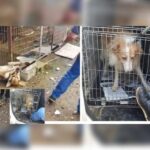 Κακοποίηση ζώων και ακτιβισμός - Η αδέσμευτη φωνή των τετράποδων