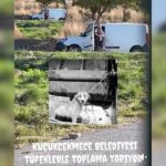 Κακοποίηση ζώων και ακτιβισμός - Η αδέσμευτη φωνή των τετράποδων
