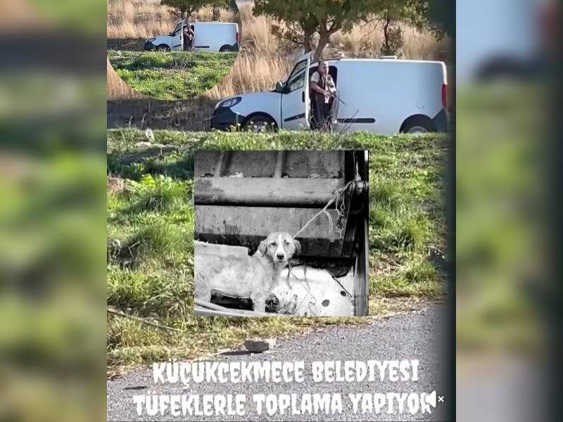 Κακοποίηση ζώων και ακτιβισμός - Η αδέσμευτη φωνή των τετράποδων