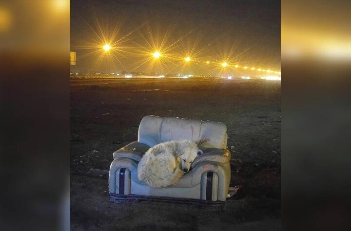 Κακοποίηση ζώων και ακτιβισμός - Η αδέσμευτη φωνή των τετράποδων