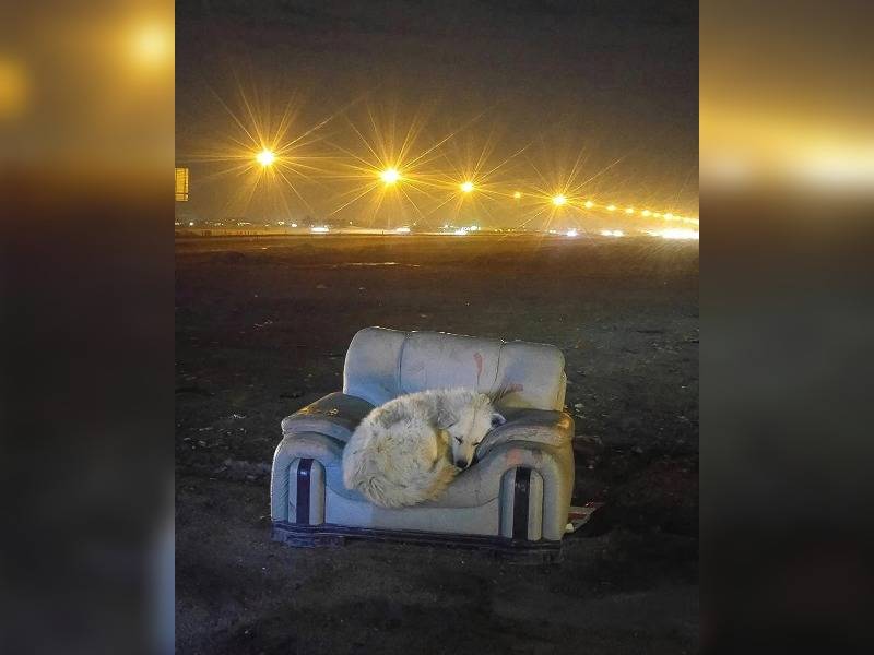 Κακοποίηση ζώων και ακτιβισμός - Η αδέσμευτη φωνή των τετράποδων