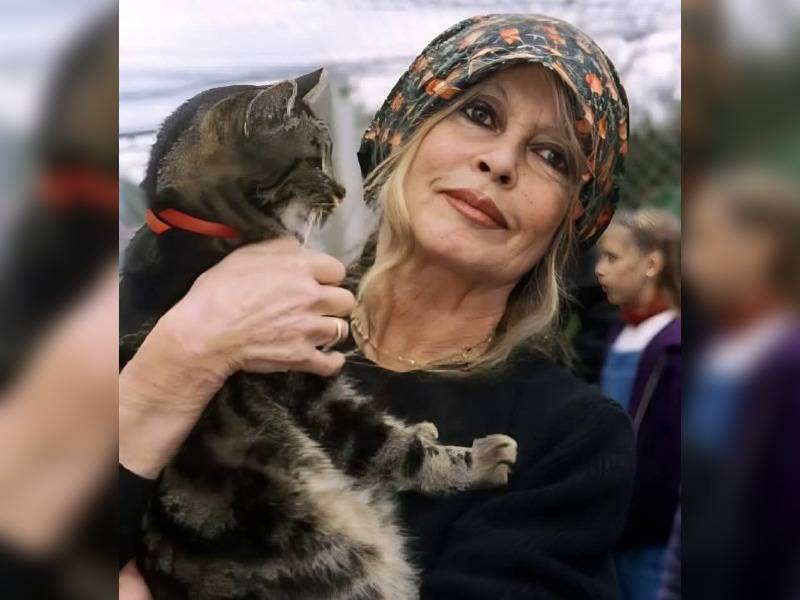 Κακοποίηση ζώων και ακτιβισμός - Η αδέσμευτη φωνή των τετράποδων