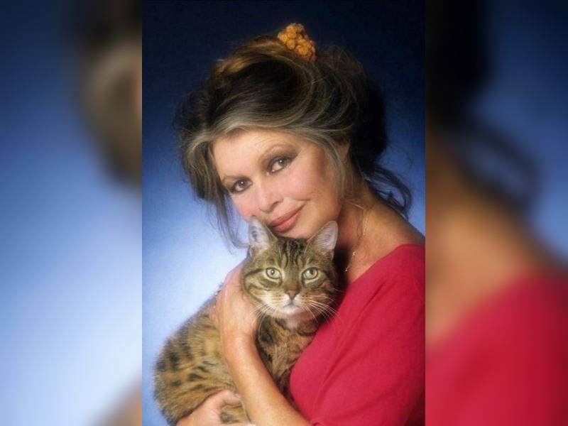 Κακοποίηση ζώων και ακτιβισμός - Η αδέσμευτη φωνή των τετράποδων