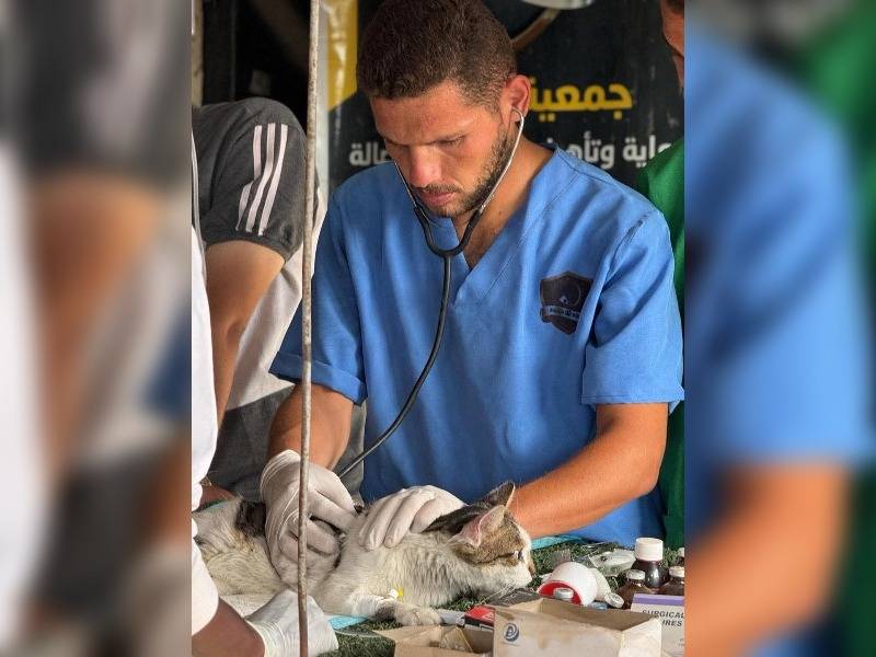 Κακοποίηση ζώων και ακτιβισμός - Η αδέσμευτη φωνή των τετράποδων