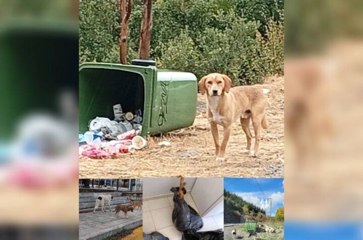 Κακοποίηση ζώων και ακτιβισμός - Η αδέσμευτη φωνή των τετράποδων