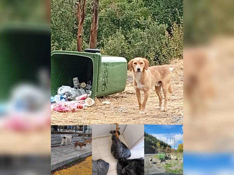 Κακοποίηση ζώων και ακτιβισμός - Η αδέσμευτη φωνή των τετράποδων