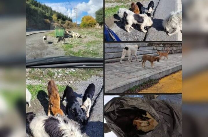 Κακοποίηση ζώων και ακτιβισμός - Η αδέσμευτη φωνή των τετράποδων