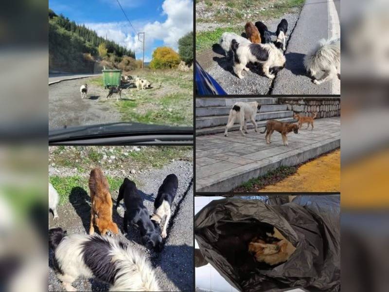 Κακοποίηση ζώων και ακτιβισμός - Η αδέσμευτη φωνή των τετράποδων