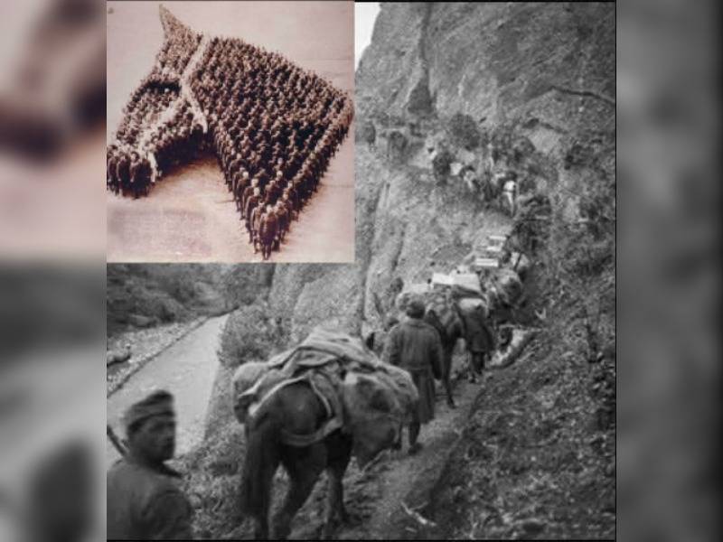 Κακοποίηση ζώων και ακτιβισμός - Η αδέσμευτη φωνή των τετράποδων