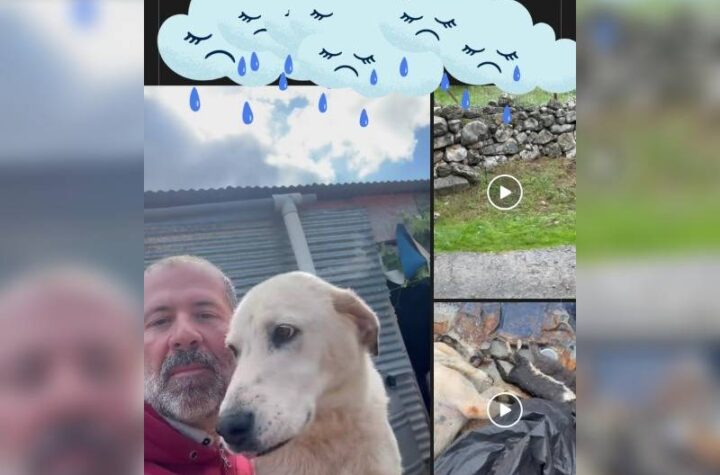 Κακοποίηση ζώων και ακτιβισμός - Η αδέσμευτη φωνή των τετράποδων