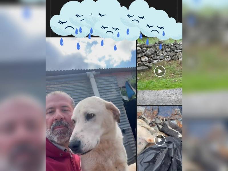 Κακοποίηση ζώων και ακτιβισμός - Η αδέσμευτη φωνή των τετράποδων