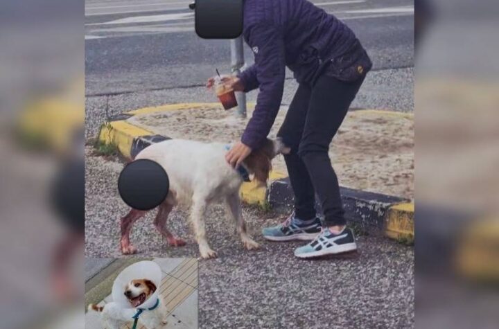 Κακοποίηση ζώων και ακτιβισμός - Η αδέσμευτη φωνή των τετράποδων