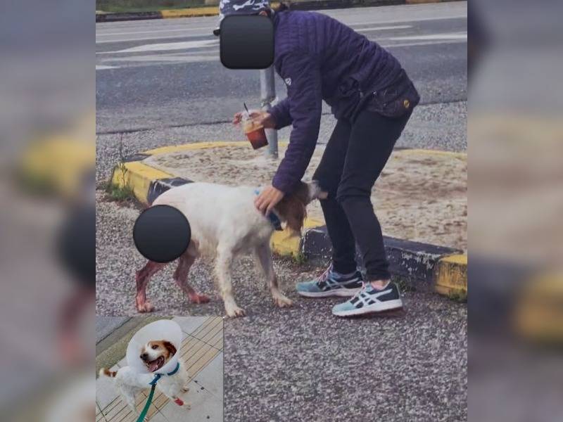 Κακοποίηση ζώων και ακτιβισμός - Η αδέσμευτη φωνή των τετράποδων