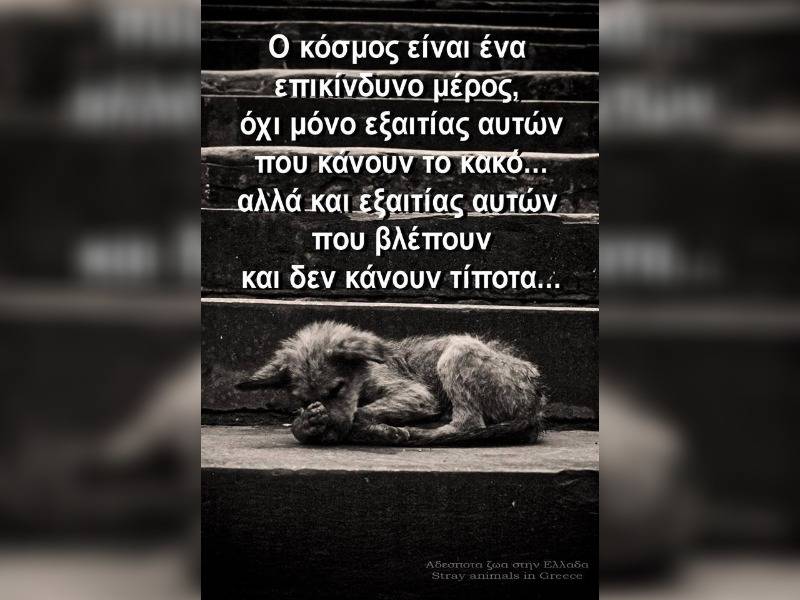 Κακοποίηση ζώων και ακτιβισμός - Η αδέσμευτη φωνή των τετράποδων