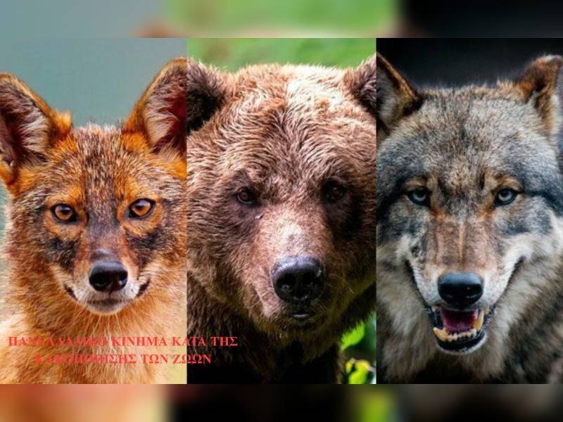 Κακοποίηση ζώων και ακτιβισμός - Η αδέσμευτη φωνή των τετράποδων