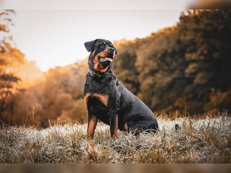Κακοποίηση ζώων και ακτιβισμός - Η αδέσμευτη φωνή των τετράποδων