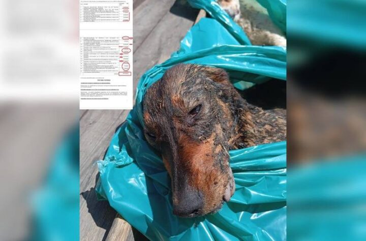 Κακοποίηση ζώων και ακτιβισμός - Η αδέσμευτη φωνή των τετράποδων