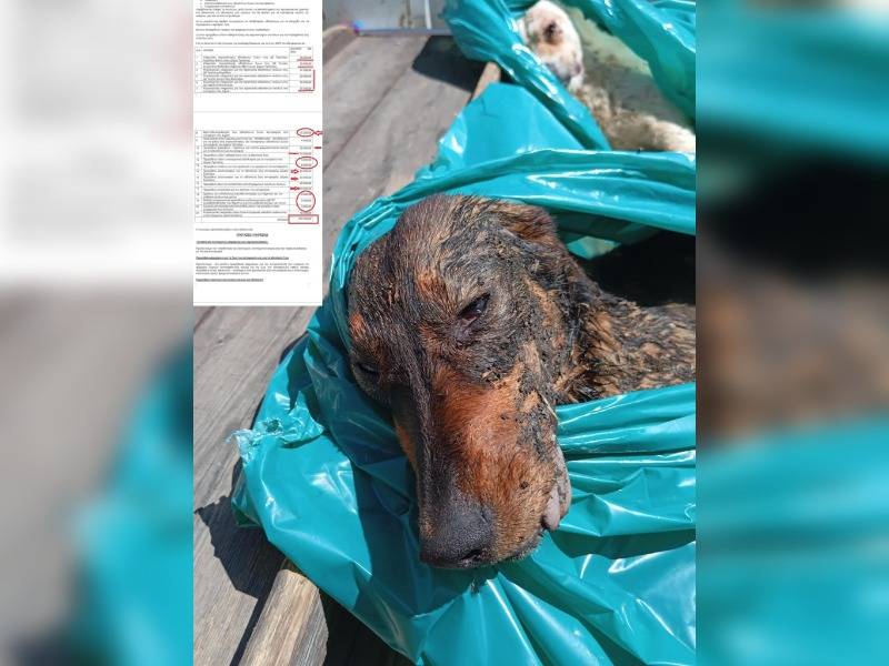 Κακοποίηση ζώων και ακτιβισμός - Η αδέσμευτη φωνή των τετράποδων