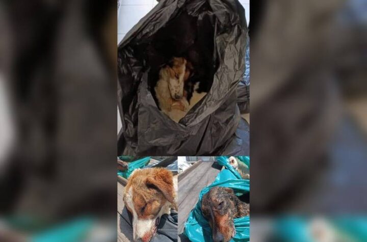 Κακοποίηση ζώων και ακτιβισμός - Η αδέσμευτη φωνή των τετράποδων