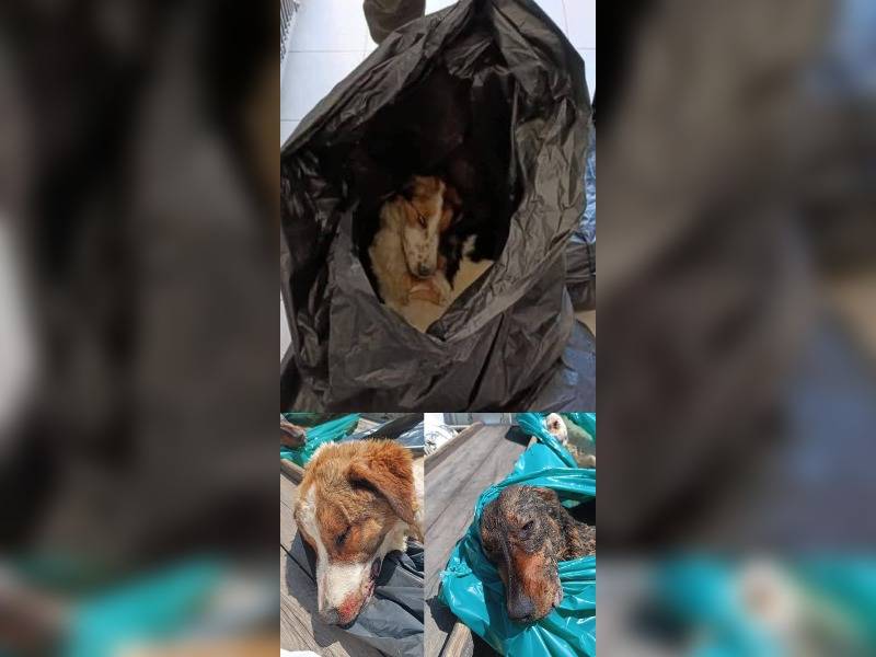 Κακοποίηση ζώων και ακτιβισμός - Η αδέσμευτη φωνή των τετράποδων