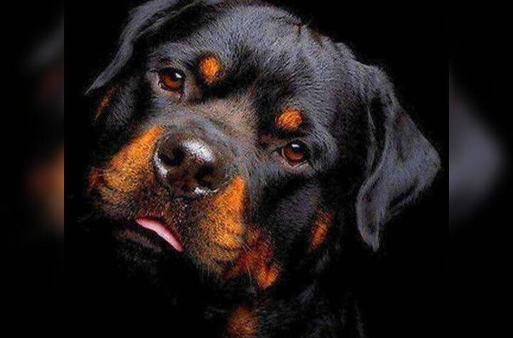 Κακοποίηση ζώων και ακτιβισμός - Η αδέσμευτη φωνή των τετράποδων