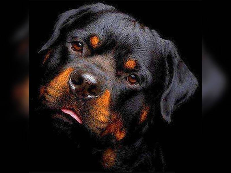 Κακοποίηση ζώων και ακτιβισμός - Η αδέσμευτη φωνή των τετράποδων