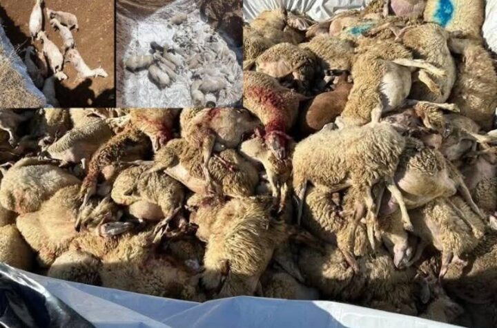 Κακοποίηση ζώων και ακτιβισμός - Η αδέσμευτη φωνή των τετράποδων