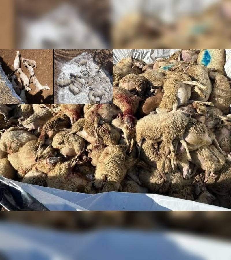 Κακοποίηση ζώων και ακτιβισμός - Η αδέσμευτη φωνή των τετράποδων