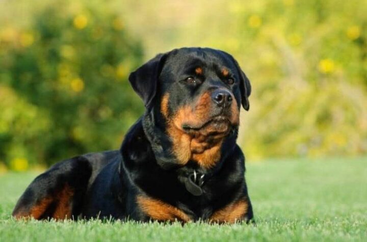 Κακοποίηση ζώων και ακτιβισμός - Η αδέσμευτη φωνή των τετράποδων