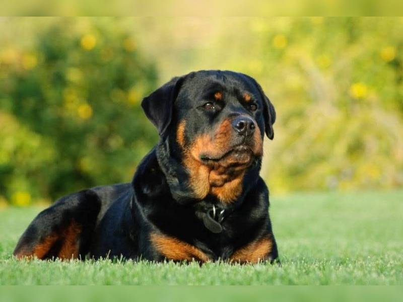 Κακοποίηση ζώων και ακτιβισμός - Η αδέσμευτη φωνή των τετράποδων