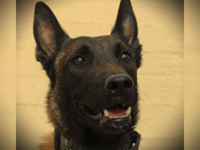 Κακοποίηση ζώων και ακτιβισμός - Η αδέσμευτη φωνή των τετράποδων