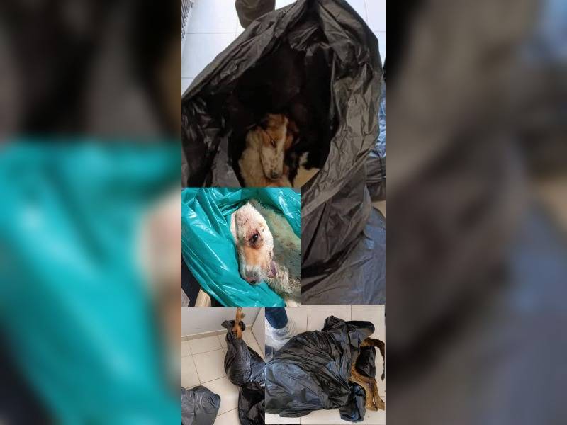 Κακοποίηση ζώων και ακτιβισμός - Η αδέσμευτη φωνή των τετράποδων