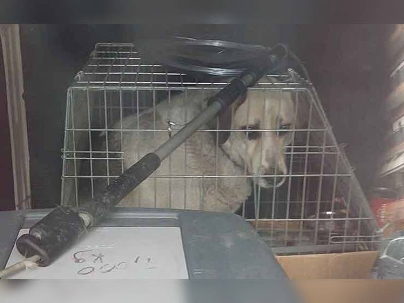 Κακοποίηση ζώων και ακτιβισμός - Η αδέσμευτη φωνή των τετράποδων