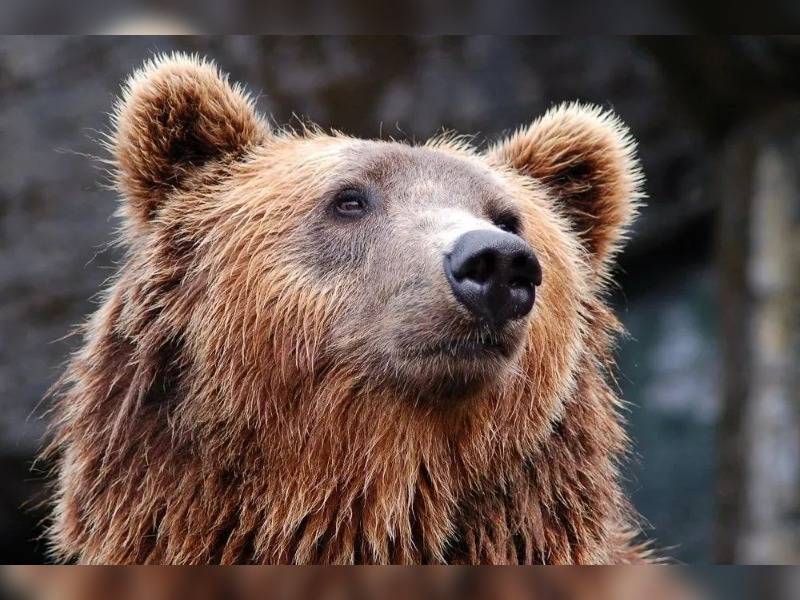 Κακοποίηση ζώων και ακτιβισμός - Η αδέσμευτη φωνή των τετράποδων