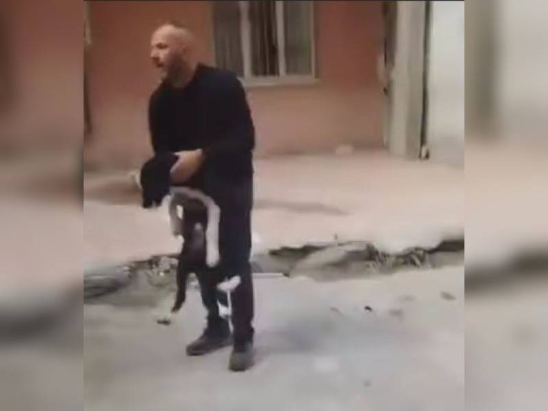 Κακοποίηση ζώων και ακτιβισμός - Η αδέσμευτη φωνή των τετράποδων