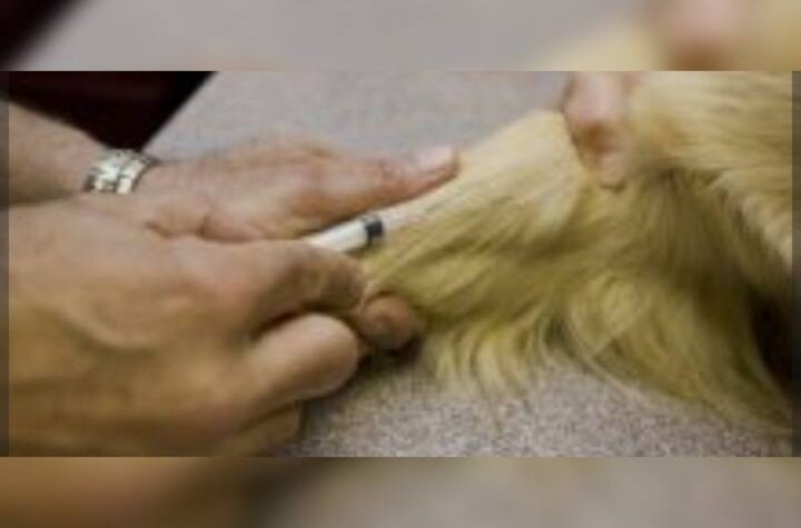 Κακοποίηση ζώων και ακτιβισμός - Η αδέσμευτη φωνή των τετράποδων